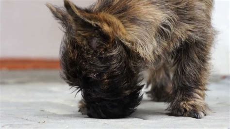 Copyright text is for display purposes here's how to share stories, ask questions and interact with other dog owners. Kern teriér (Cairn Terrier) 3 month puppy - YouTube