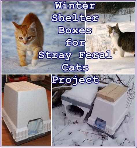 Please remember to exhaust every option before surrendering the cat to a shelter. Winter Shelter Boxes for Stray Feral Cats Project ...