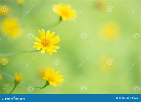 Little Yellow Star Flower Stock Image Image Of Macro 53414497