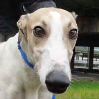 This shelter hasn't posted any pets that match these criteria. Greyhound Pets of America - Indianapolis