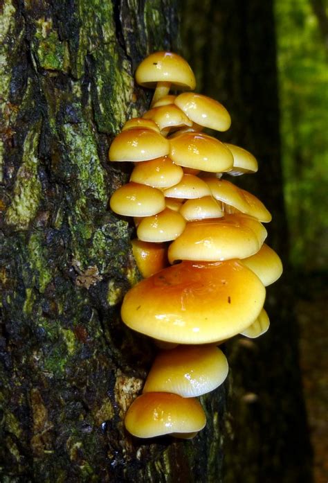 954 fotos e imágenes de yellow tree fungus. Brown Jelly Fungus | New Hampshire Garden Solutions