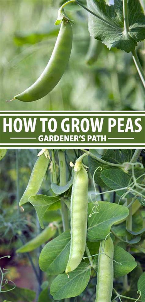 How To Plant And Grow Peas Gardeners Path