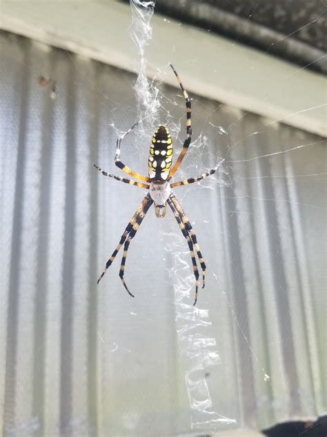 This Beautifully Colored Banana Spider Is Getting Big Rawwnverts