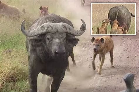 Hyenas Chomp At Buffalo Testicles In Worst Attack Ever On Video Daily Star