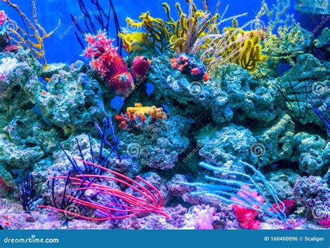 Coral Reef Aquarium Tank For Background Amazing Colorful Saltwater