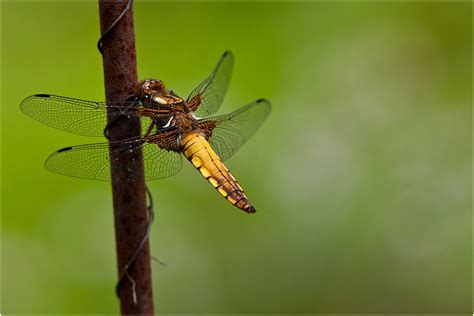 We did not find results for: neulich im Garten ... Foto & Bild | tiere, wildlife ...