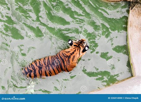 Amur Tiger Swimming In The Pool Portrait Of A Swimming Siberian Tiger