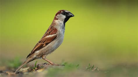 Sparrows Hd Wallpapers Volganga