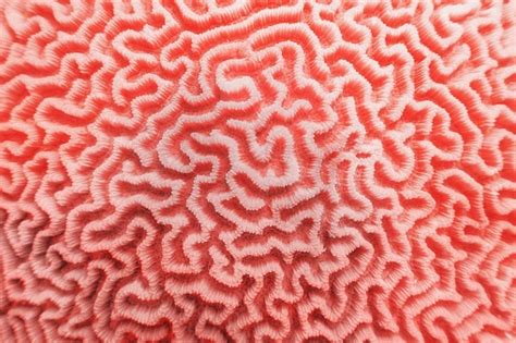 1000 Free Coral And Fish Images