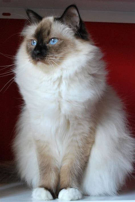 66 Best The Seal Point Birman Cats I Love Images On Pinterest