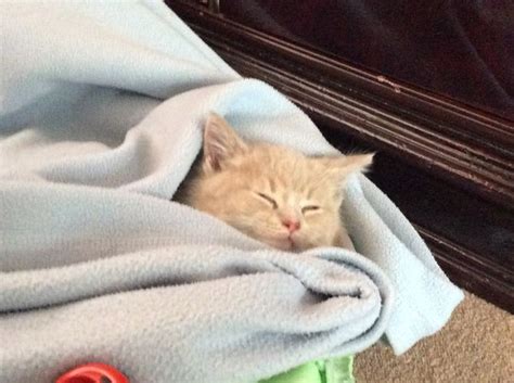 Tire your cat out when it's awake during the day. How to Encourage Your Cat to Go to Sleep: 12 Steps (with ...