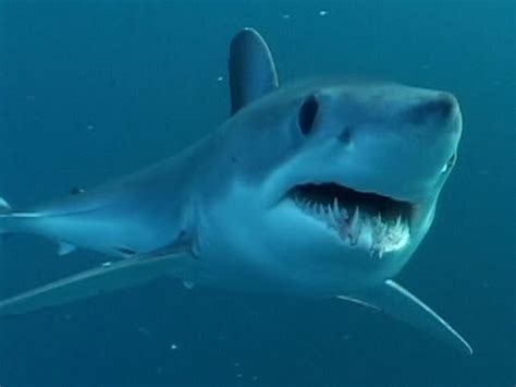 Dear Fishermen Please Release Mako Sharks Alive Thanks The