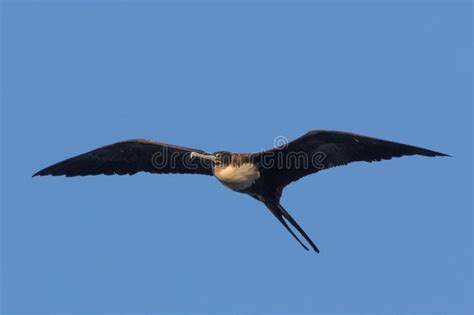 Great Frigatebird In Australia Stock Image Image Of Flying Close