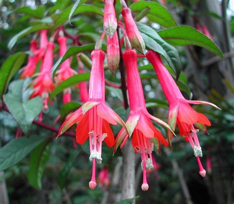 Fuchsia denticulata -- Fanfare Fuchsia | Fuchsia, Flowers ...