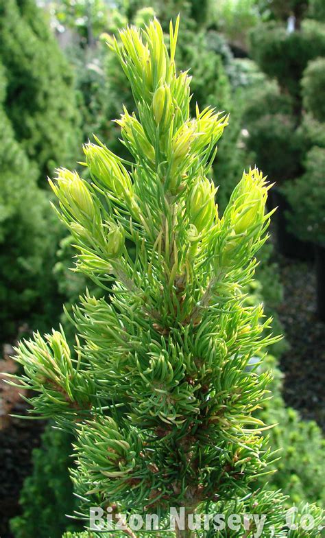 Picea Glauca Conica Aurea The Site Gardener