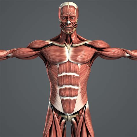 Male Muscular Skeletal Systems D C D With High Quality Muscular