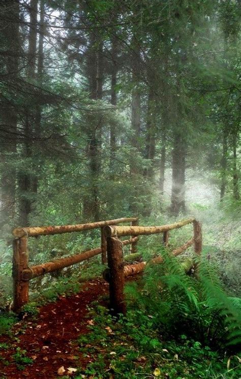 Mystical Forest Ireland Mystical Forest Nature Photographs