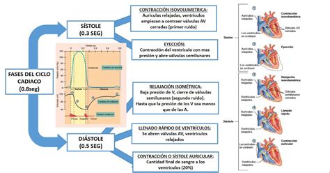 Blog de Fisiologia Medica UAS Itzel Adriana Torres Baez Ciclo 2019 CICLO CARDÍACO