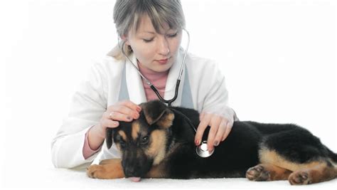 Stock Video Of Veterinarian Examines A German Shepherd Puppy 6140816