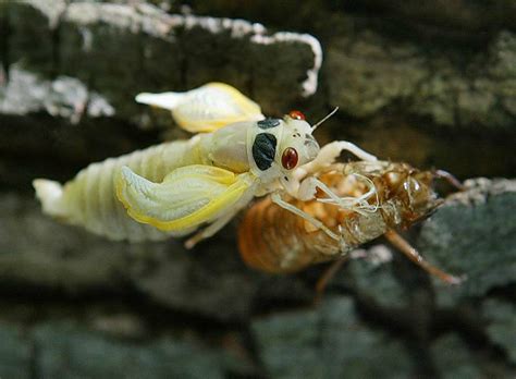 Cicada's Sweet 13 is a raucous party