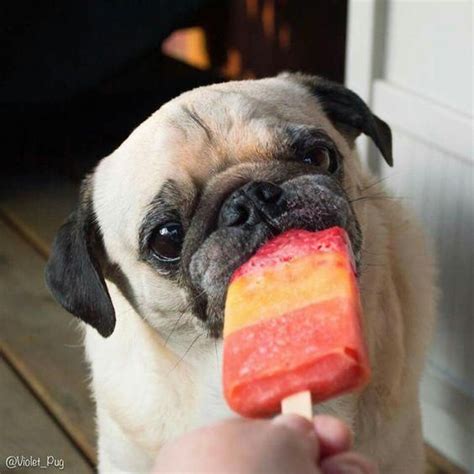 Staying Cool In Summer Cute Pugs Pug Puppies Baby Pugs