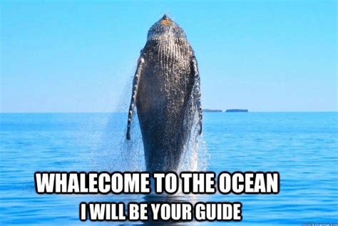 16 Whale Memes That Will Make You Laugh All Day