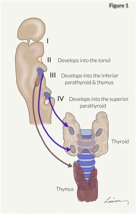 Parathyroid Anatomy Embryology Hyperparathyroidism Dr Larian