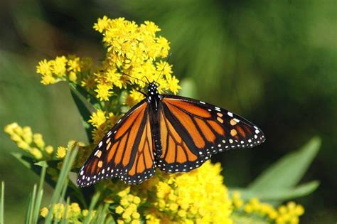 Farfalla monarca caratteristiche habitat e curiosità