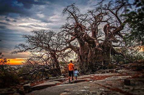 Mapungubwe Nationalpark Fotos Bilder Und Stockfotos Istock