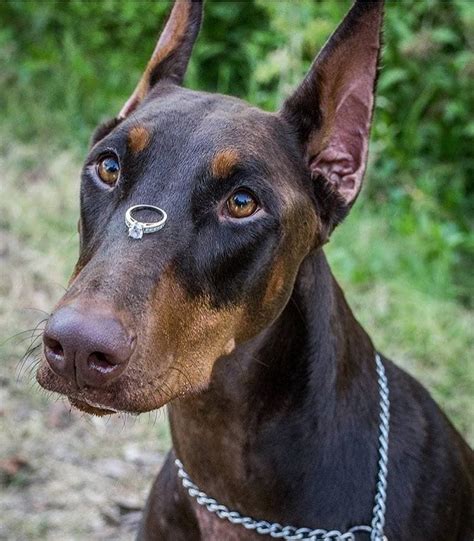 Blue Doberman Doberman Love Doberman Puppy Pitbull Labrador Dog