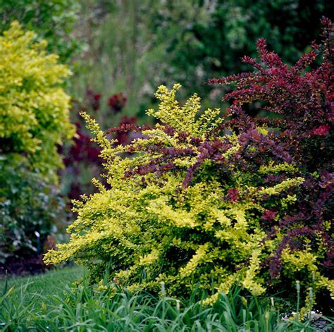 Barberry Better Homes And Gardens