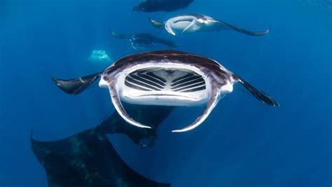 Manta Rays Graceful Gentle Giants Underwater Tribe