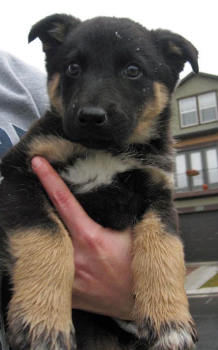 German shepherd border collie mix puppies can make loyal. Bounder the Mixed Breed | Puppies, Dogs, Puppy training