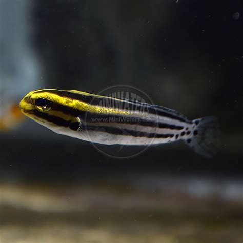 The tailfin is fingered with faded markings. Meiacanthus grammistes "Striped Blenny", Captive Bred ...