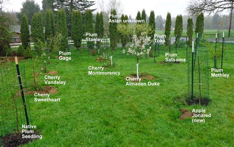 Home Orchard Bloom Report 4614 Fruit Trees Backyard Tree Garden