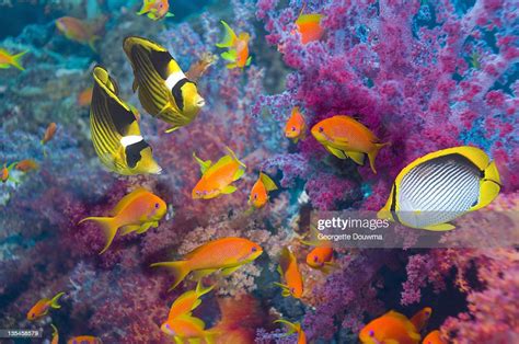 Tropical Coral Reef Fish High Res Stock Photo Getty Images