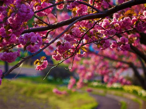 Spring Cherry Blossom Wallpaper High Definition High