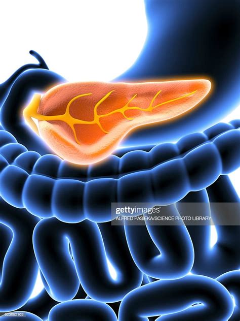 Cross Section Of Pancreas Artwork High Res Vector Graphic Getty Images