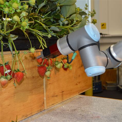 Could Strawberry Picking Robots Be Future Of Fruit Farms University