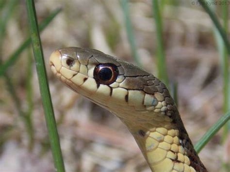 When it is cold, many snakes hibernate in tunnels underground. Bluestripe Garter Snake (Animals of Miami University) · iNaturalist
