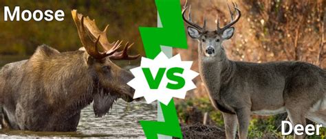 Moose Vs Deer What Are The Differences Az Animals