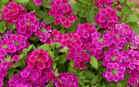 Listen to the verdant north podcast keep growing, kevin follow epic gardening. These Stunning Blooms Are Our Top 10 Most-Loved Flowers of ...