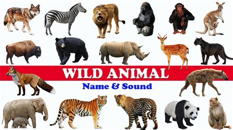 🐅🦏 Wild Animals Name And Sound Wild Animals Name In English Learn