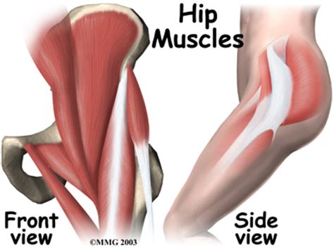 In human anatomy, the muscles of the hip joint are those muscles that cause movement in the hip. 【髖關節】 髖關節周邊肌肉無力 @ 陽明物理治療所 & 內湖物理治療所 ＆ 竹北陽明物理治療所 ＆ 桃園陽明物理治療所 :: 痞客邦