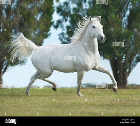 Welsh Pony Arabian Horse Pony Cross Stock Photo Alamy