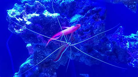 Cleaner Shrimp Cleaning Flame Hawkfish Youtube