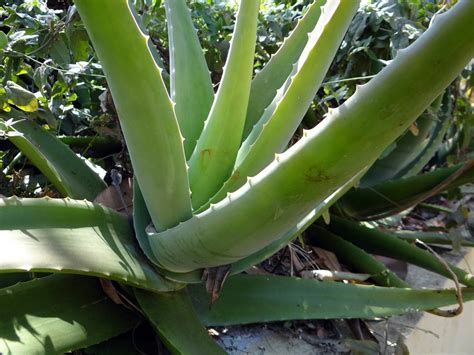 Atau helaian rambutnya kasar dan kulit kepalanya berketombe? 6 Manfaat Lidah Buaya Untuk Wajah Anda - Dok Nasir Web