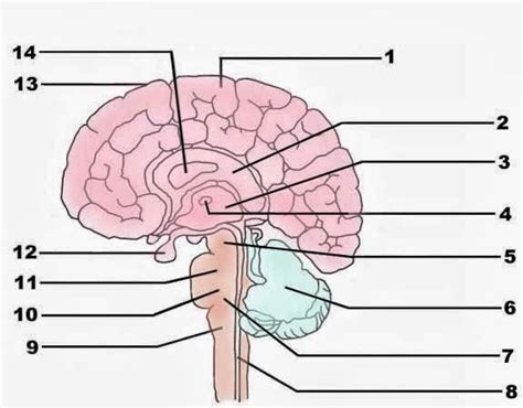 Nervous system diagram autonomic nervous system lateral labeled body part chart removable wall graphic. Blank Brain Diagram | Brain diagram, Brain anatomy, Human anatomy and physiology