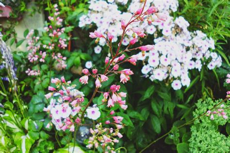 Hours may change under current circumstances Curious and Catcat: The most beautiful flower garden