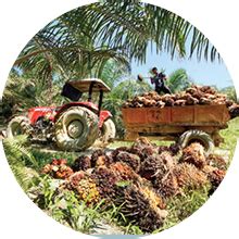 Pengurus evergreen livestock sdn bhd. Kim Loong :: Kim Loong